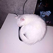Olaf a rejoint le concours — aidez-le/la à gagner de superbes lots ! angora, animal, cat, computer, computerhardware, desk, electronics, furniture, hardware, kitten, laptop, monitor, mouse, pc, person, pet, screen, sleeping, table, tabletop