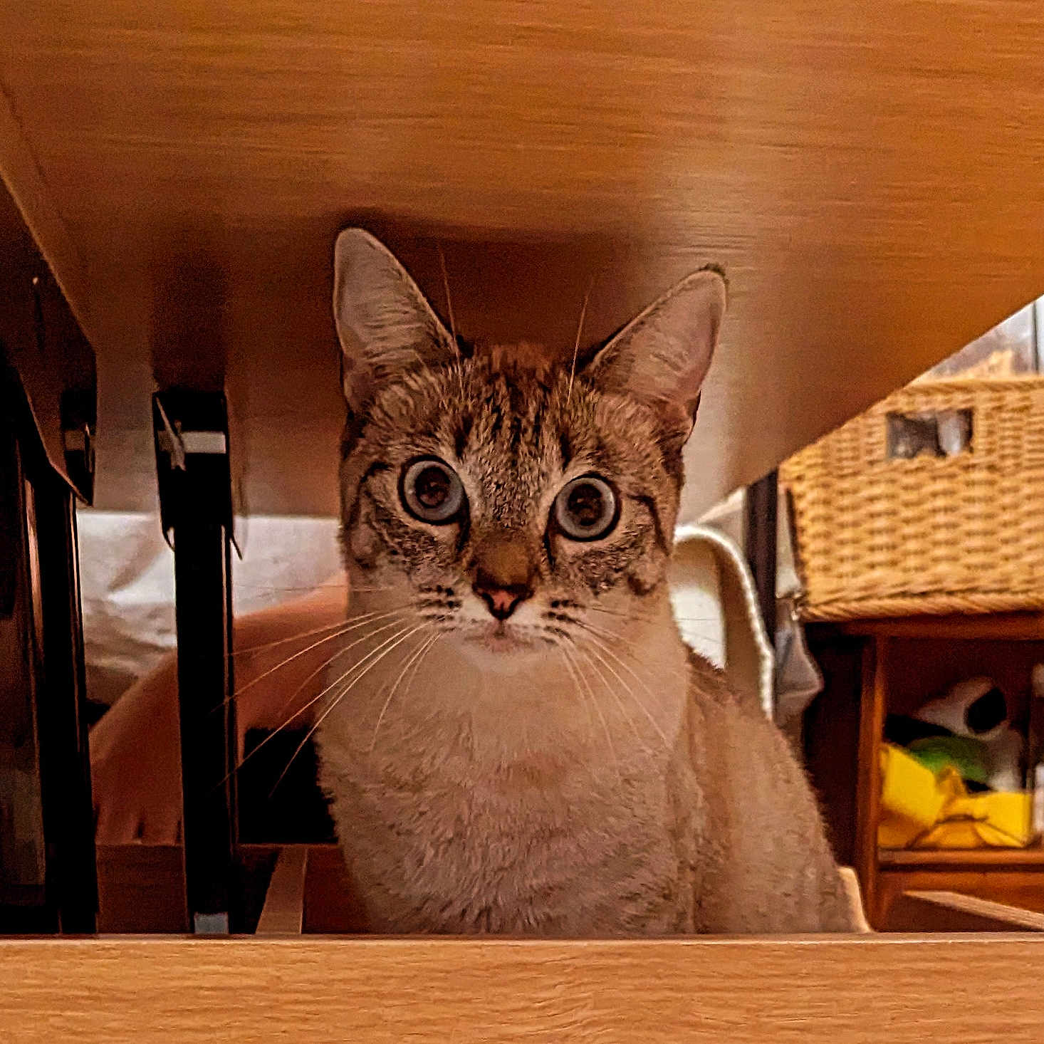 Tofu a rejoint le concours — aidez-le/la à gagner de superbes lots ! abyssinian, animal, bookcase, box, cat, closet, computer, cupboard, drawer, electronics, furniture, hardwood, indoors, kitten, manx, pet, plywood, shelf, siamese, wood