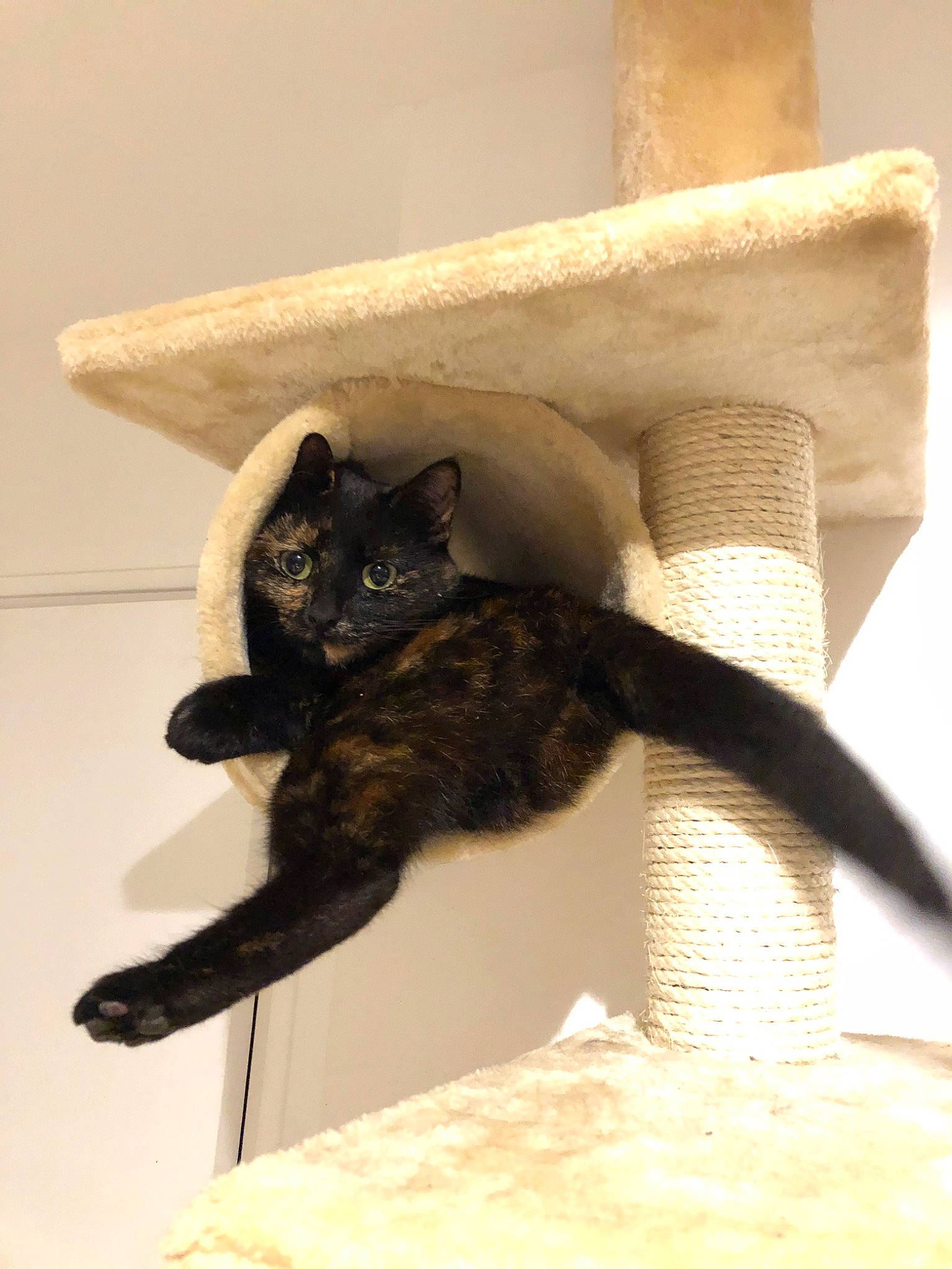 Osiris participe au concours pour gagner de l'argent avec cette photo : black_cat, carnivore, cat, claw, domestic_short_haired_cat, felidae, havana_brown, small_to_medium_sized_cats, tail, whiskers