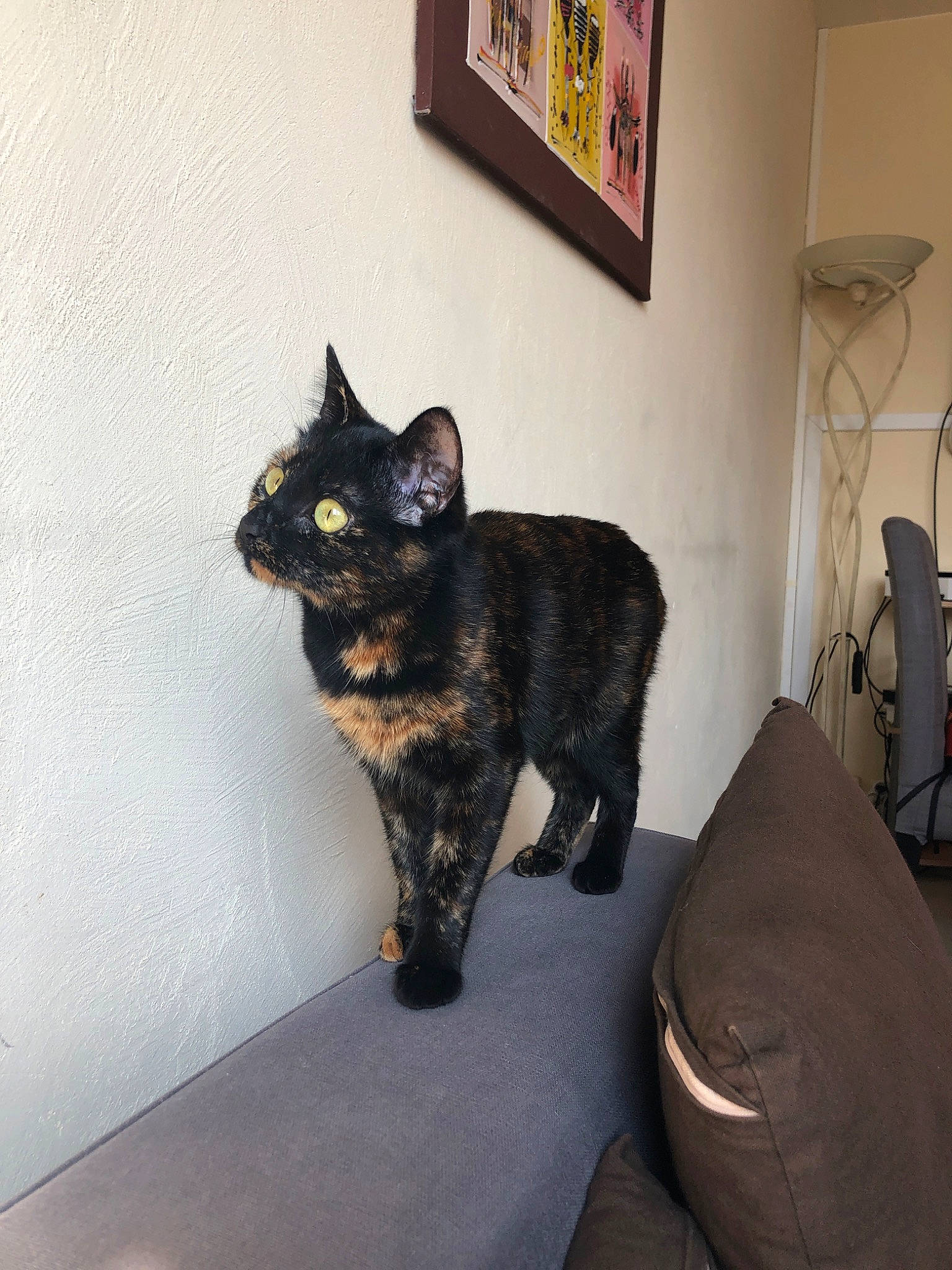 Osiris participe au concours pour gagner de l'argent avec cette photo : asian, black_cat, bombay, carnivore, cat, domestic_short_haired_cat, european_shorthair, felidae, german_rex, kurilian_bobtail, mammal, room, small_to_medium_sized_cats, tail, whiskers