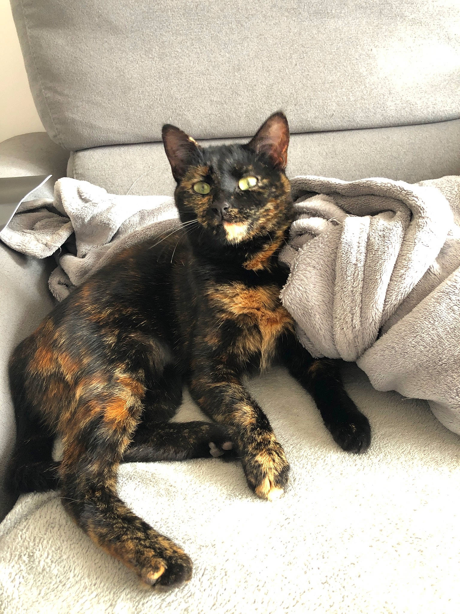 Osiris participe au concours pour gagner de l'argent avec cette photo : asian, carnivore, cat, devon_rex, domestic_short_haired_cat, european_shorthair, felidae, german_rex, kitten, mammal, paw, rex_cat, small_to_medium_sized_cats, snout, whiskers