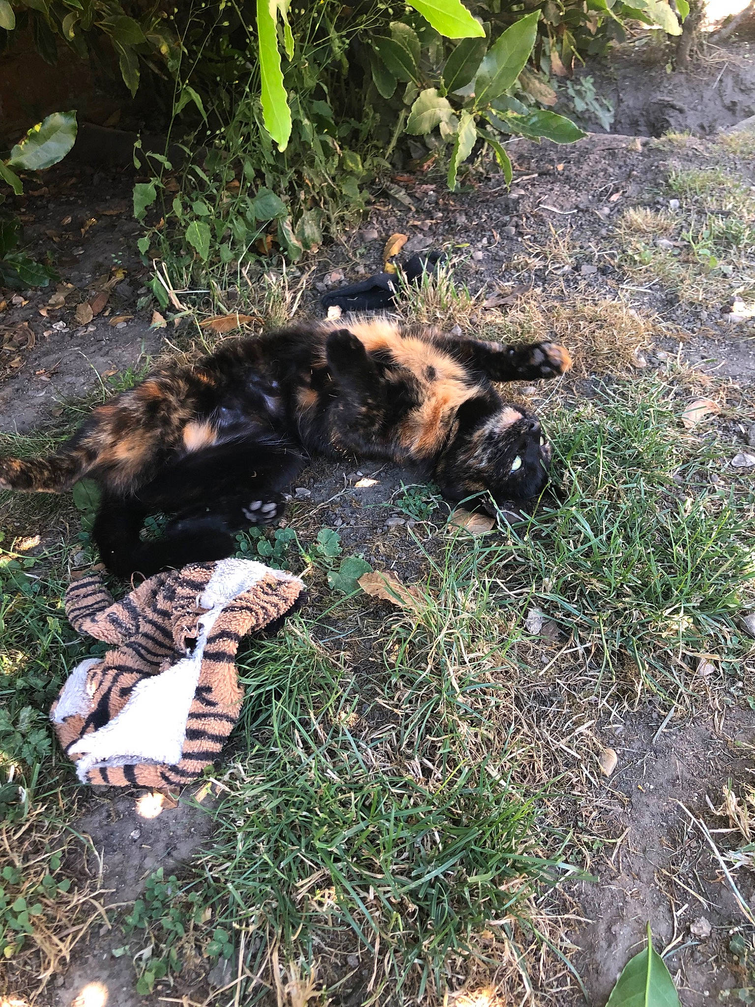 Osiris participe au concours pour gagner de l'argent avec cette photo : canidae, carnivore, felidae, grass, lycaon_pictus, wildlife