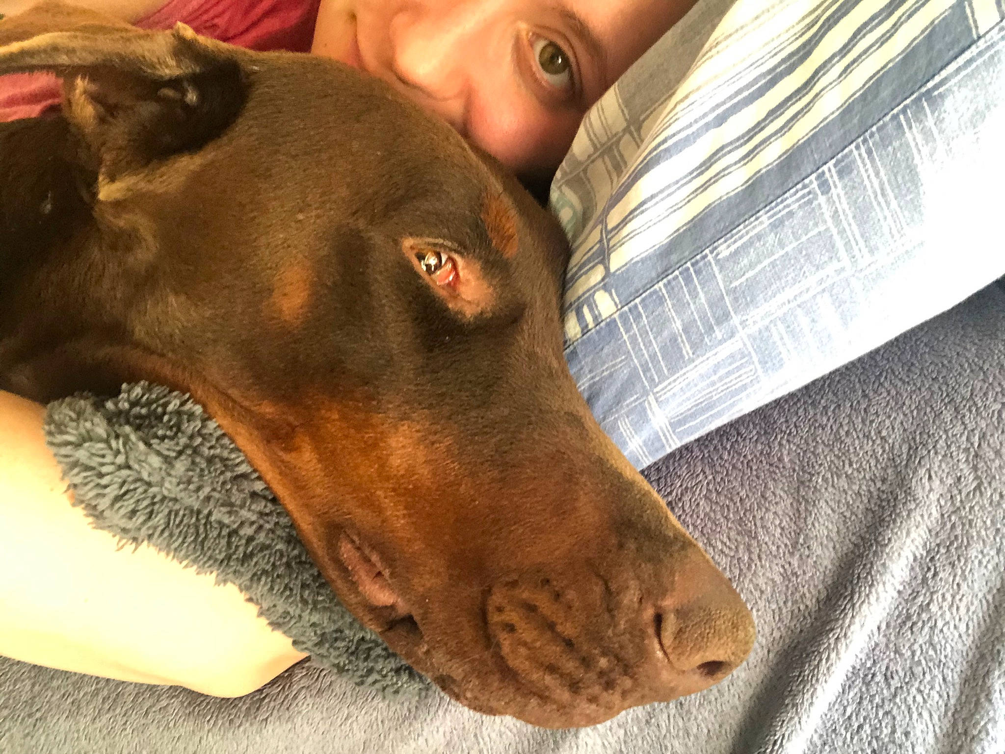 Opi participe au concours pour gagner de l'argent avec cette photo : canidae, carnivore, dog, dog_breed, ear, fawn, guard_dog, hunting_dog, liver, mammal, snout, sporting_group, vertebrate, vizsla