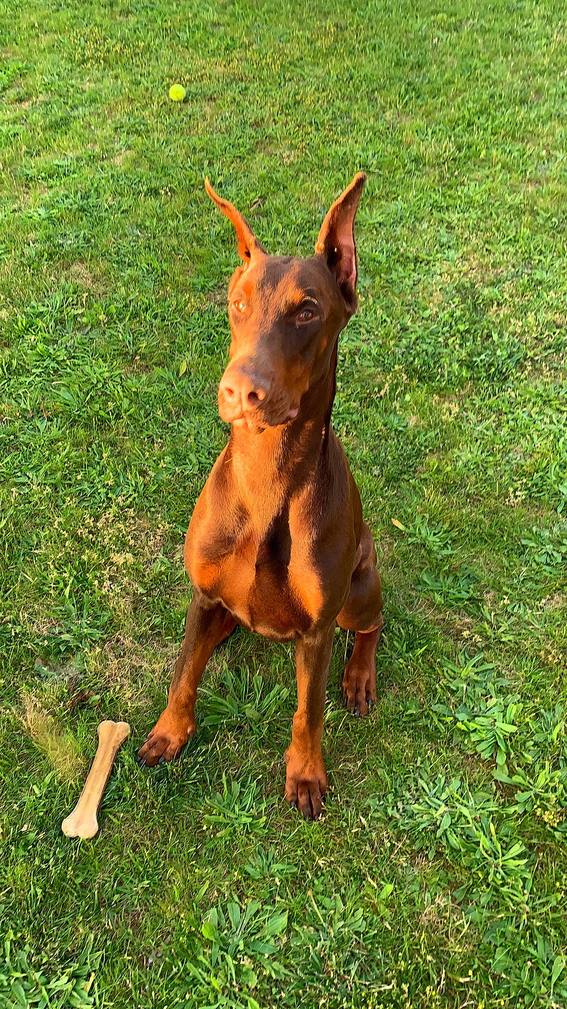 Opi participe au concours pour gagner de l'argent avec cette photo : canidae, canis_panther, carnivore, dobermann, dog, dog_breed, ear, fawn, german_pinscher, guard_dog, liver, mammal, miniature_pinscher, pinscher, sporting_group, vertebrate, working_dog