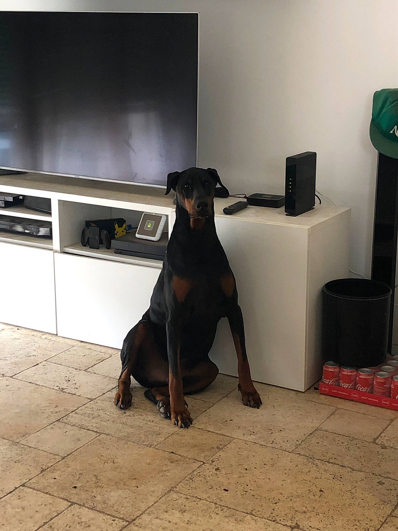 Natsu a rejoint le concours — aidez-le/la à gagner de superbes lots ! beauceron, canidae, carnivore, dobermann, dog, dog_breed, german_pinscher, guard_dog, mammal, manchester_terrier, miniature_pinscher, non_sporting_group, pinscher, rottweiler, toy_dog, vertebrate, working_dog