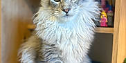 Aslo a rejoint le concours — aidez-le/la à gagner de superbes lots ! cat, fluffy, long_hair, gray, white, pet, indoor, wooden_shelf, toy, feline, portrait, sitting, curious, animal, closeup, domestic_cat, whiskers, ears, eyes, fur