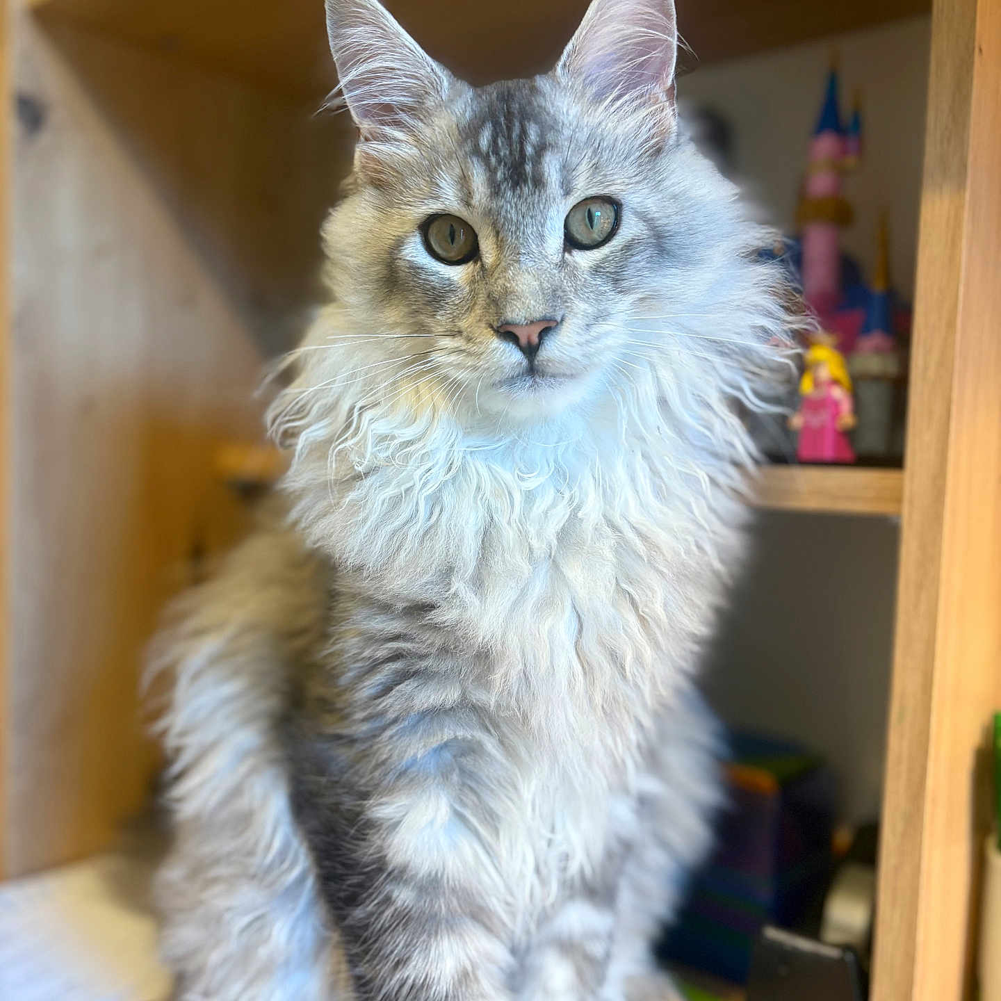 Aslo a rejoint le concours — aidez-le/la à gagner de superbes lots ! animal, cat, closeup, curious, domestic_cat, ears, eyes, feline, fluffy, fur, gray, indoor, long_hair, pet, portrait, sitting, toy, whiskers, white, wooden_shelf