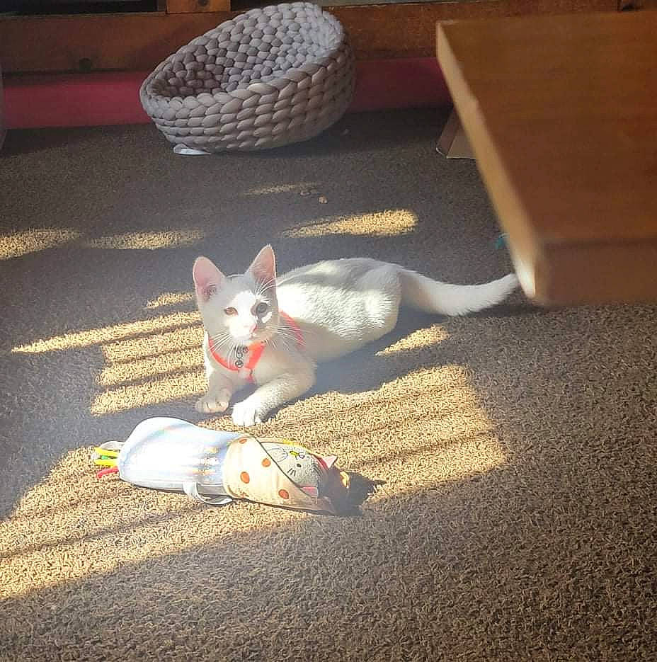 Nimbus joined the competition — help win amazing prizes! asphalt, carnivore, cat, comfort, companion_dog, domestic_short_haired_cat, fawn, felidae, floor, flooring, foot, grey, human_leg, paw, road_surface, small_to_medium_sized_cats, snout, tail, whiskers, wood