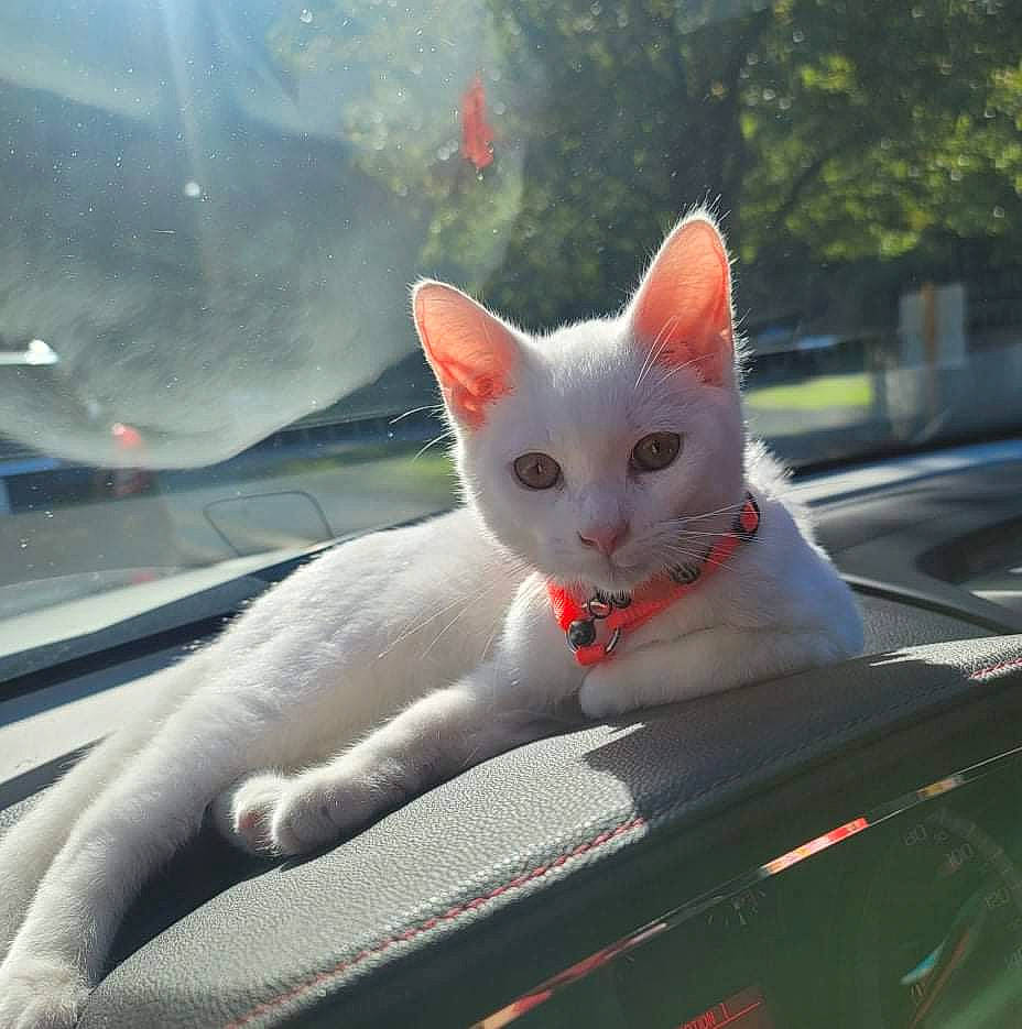 Nimbus is registered to the contest to win money with this photo: auto_part, automotive_exterior, automotive_lighting, automotive_window_part, carnivore, cat, domestic_short_haired_cat, fawn, felidae, fender, fur, glass, small_to_medium_sized_cats, snout, tail, tree, vehicle, vehicle_door, whiskers, windshield