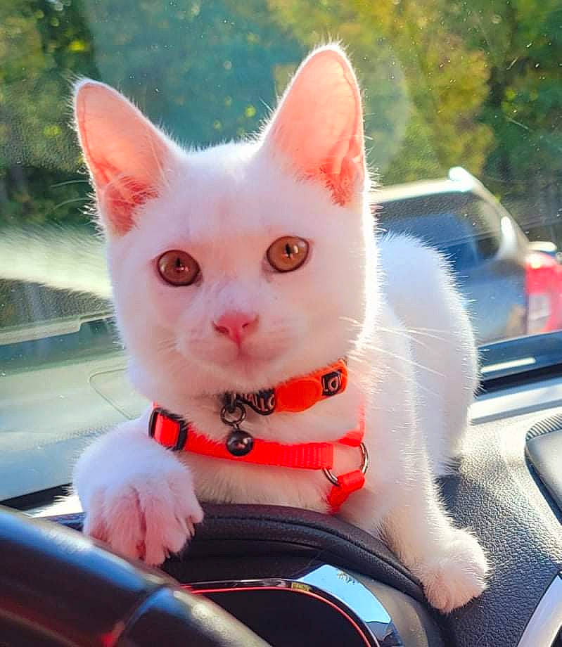 Nimbus is registered to the contest to win money with this photo: auto_part, automotive_design, automotive_exterior, automotive_lighting, automotive_window_part, car, carnivore, cat, domestic_short_haired_cat, fawn, felidae, fur, motor_vehicle, small_to_medium_sized_cats, snout, tail, tree, vehicle, whiskers, windshield