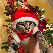 Arlo a rejoint le concours — aidez-le/la à gagner de superbes lots ! cat, christmas, holiday, costume, reindeer, festive, tree, ornaments, red, green, lights, hand, animal, pet, indoor, decoration, cute, tabby, santa_hat, celebration