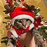 cat, christmas, holiday, costume, reindeer, festive, tree, ornaments, red, green, lights, hand, animal, pet, indoor, decoration, cute, tabby, santa_hat, celebration