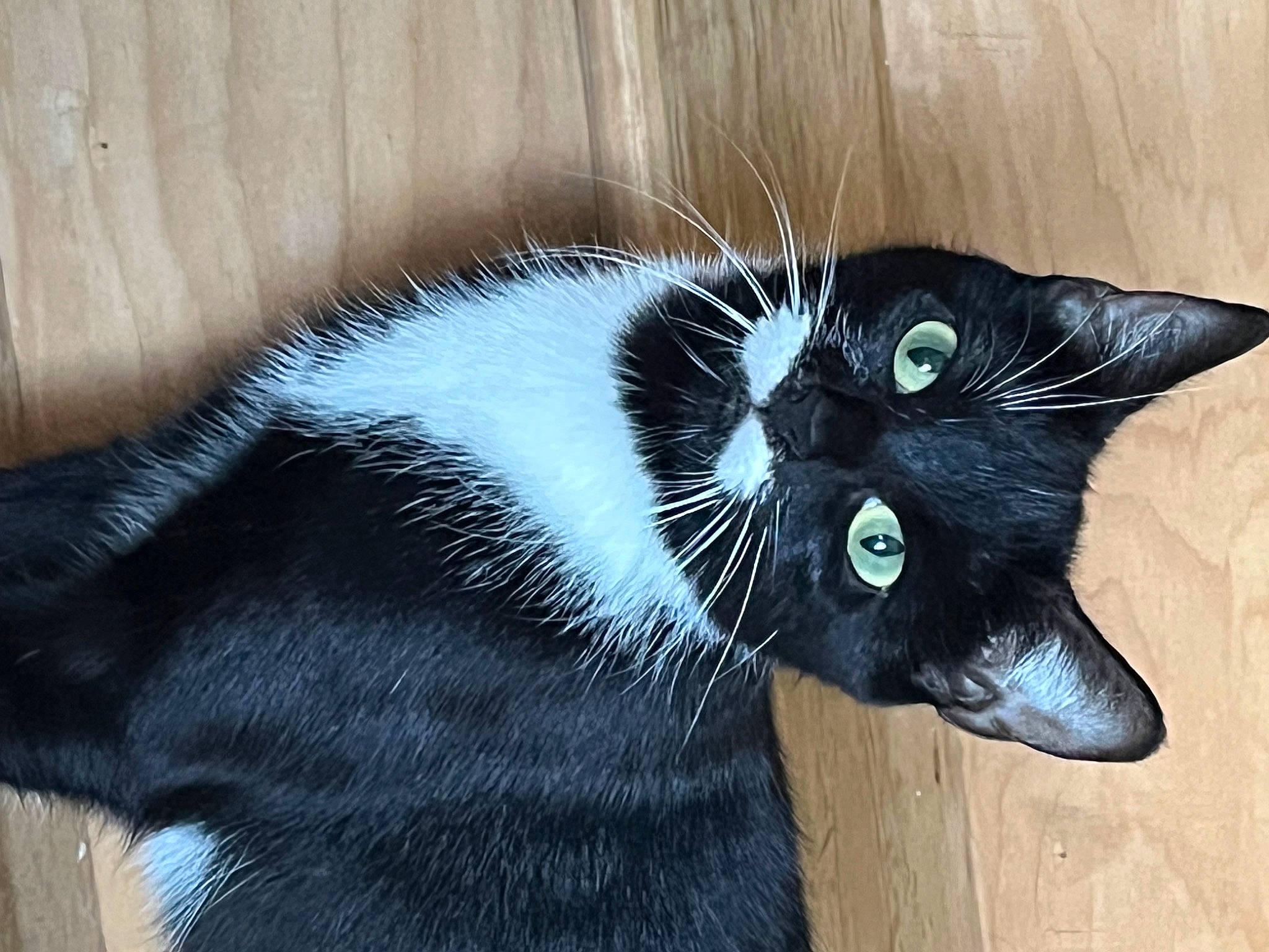 Blanket joined the competition — help win amazing prizes! art, black_cat, carnivore, cat, claw, domestic_short_haired_cat, felidae, fur, grey, paw, small_to_medium_sized_cats, snout, tail, terrestrial_animal, whiskers, window