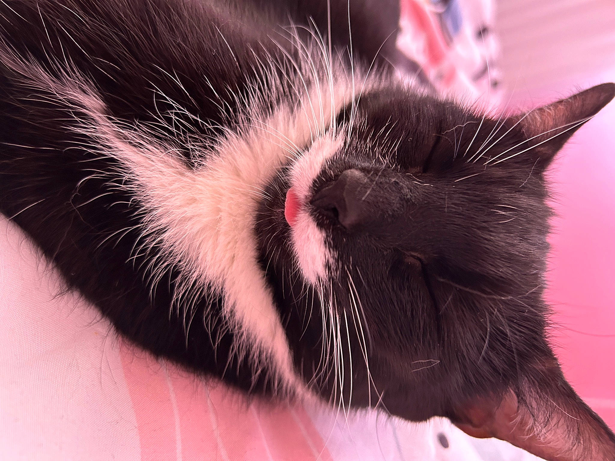 Blanket joined the competition — help win amazing prizes! carnivore, cat, domestic_short_haired_cat, ear, felidae, fur, macro_photography, paw, sleep, small_to_medium_sized_cats, snout, tail, whiskers