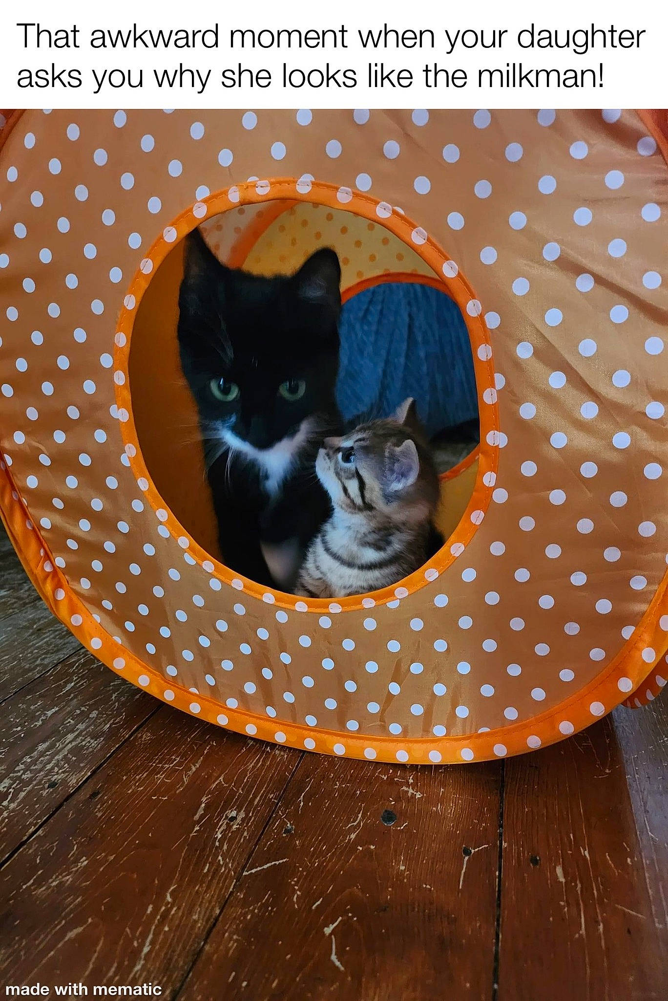 Blanket joined the competition — help win amazing prizes! black_cat, carnivore, cat, cat_supply, circle, felidae, flooring, font, fur, grass, grey, pattern, photo_caption, purple, serveware, small_to_medium_sized_cats, snout, tail, whiskers, wood