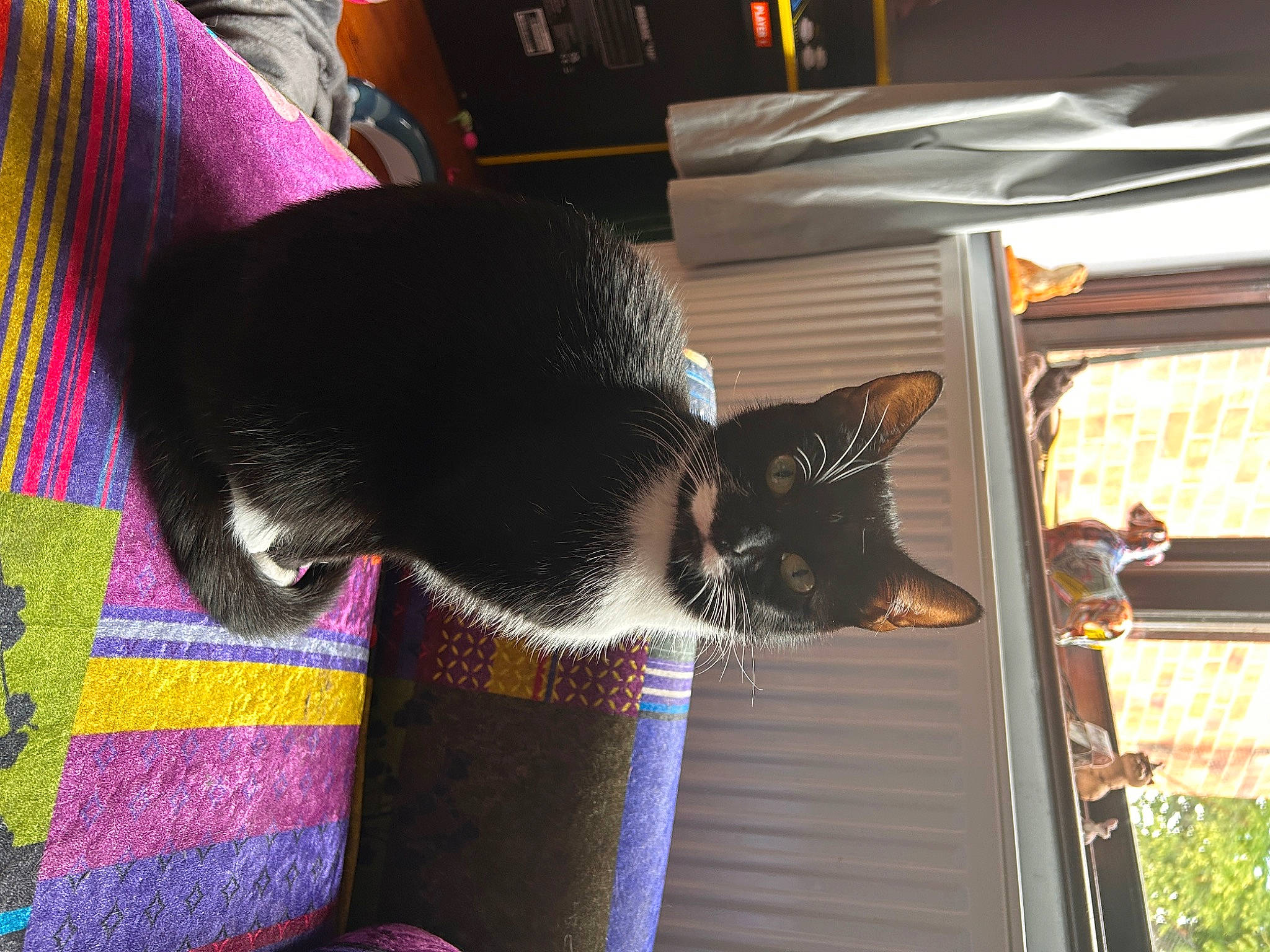 Blanket joined the competition — help win amazing prizes! black_cat, carnivore, cat, cat_supply, comfort, domestic_short_haired_cat, felidae, fur, magenta, nap, pattern, plant, room, small_to_medium_sized_cats, tail, tree, whiskers, window, wood, woven_fabric