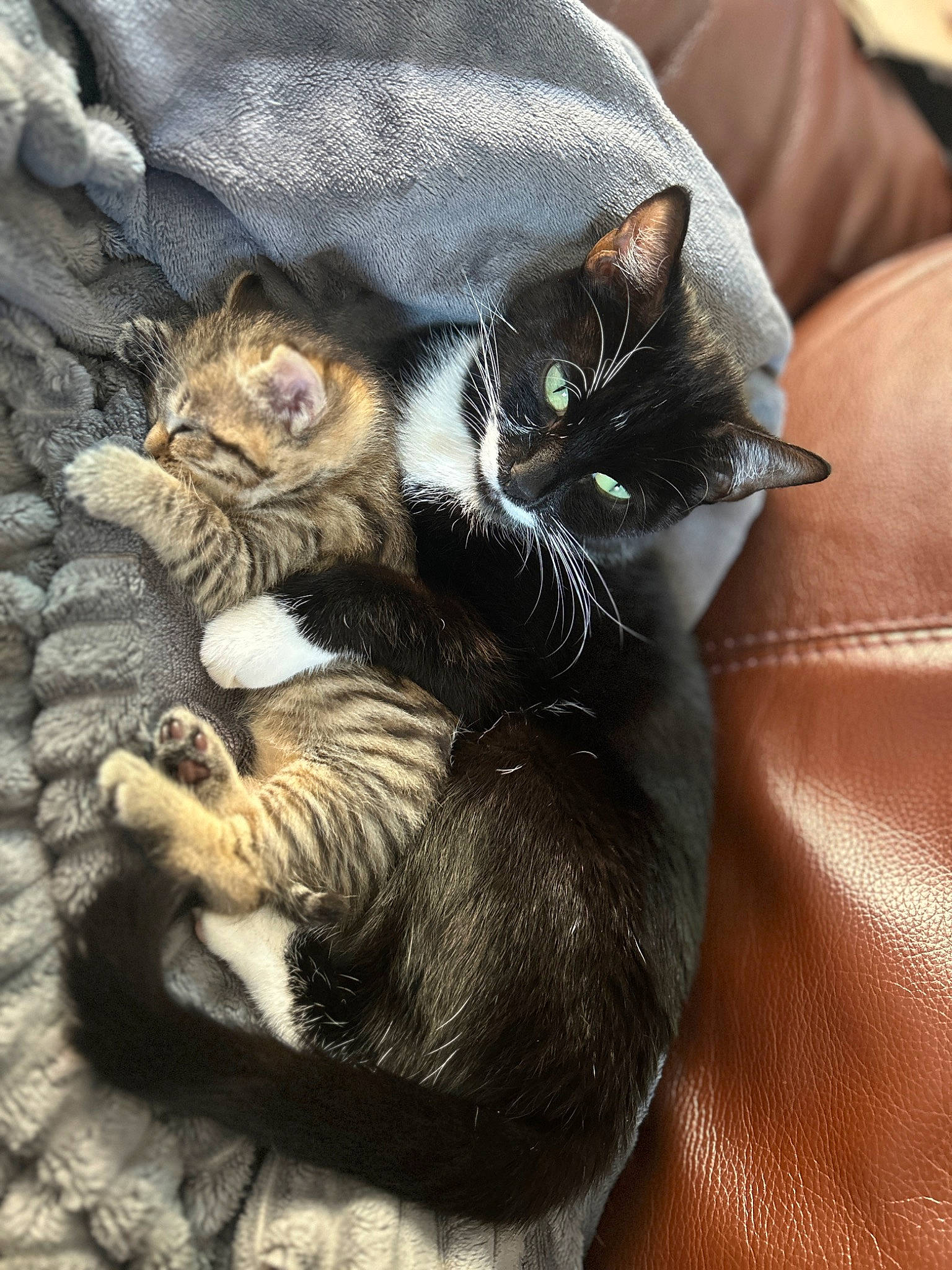 Blanket is registered to the contest to win money with this photo: black_cat, carnivore, cat, cat_furniture, claw, comfort, couch, domestic_short_haired_cat, eye, felidae, foot, fur, grey, nap, paw, sitting, small_to_medium_sized_cats, snout, tail, whiskers