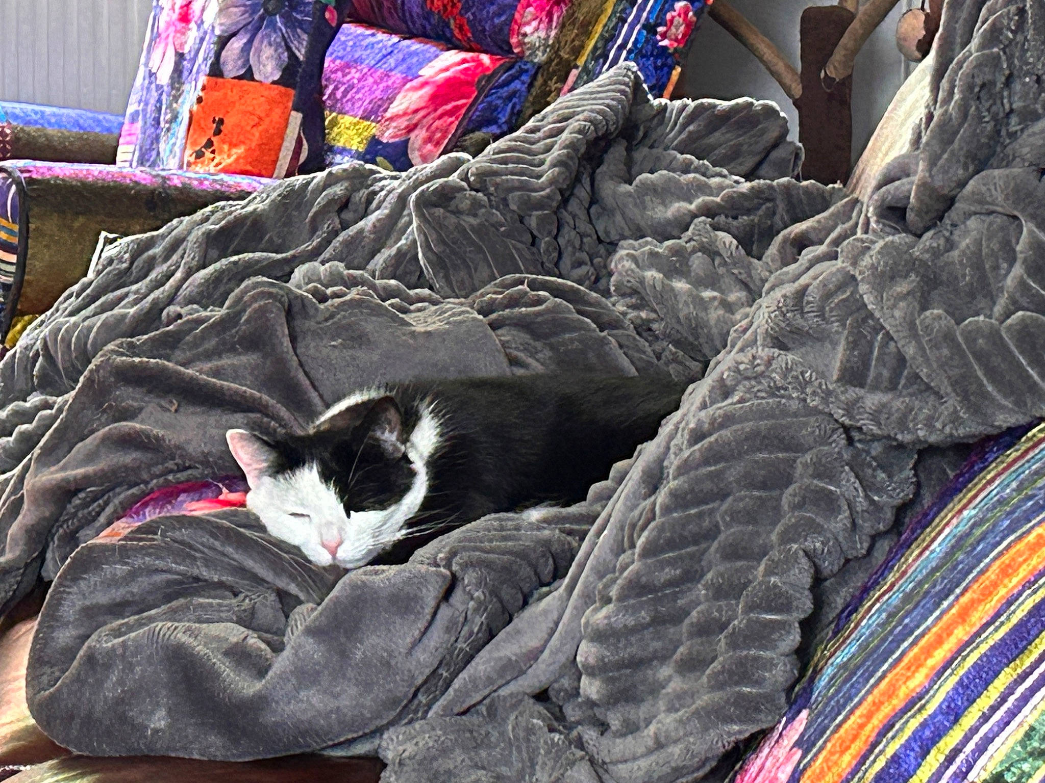 Pantera joined the competition — help win amazing prizes! bed_sheet, bedding, blanket, carmine, carnivore, cat, comfort, domestic_short_haired_cat, felidae, fur, grey, linens, mammal, pattern, room, small_to_medium_sized_cats, tail, textile, tints_and_shades, whiskers