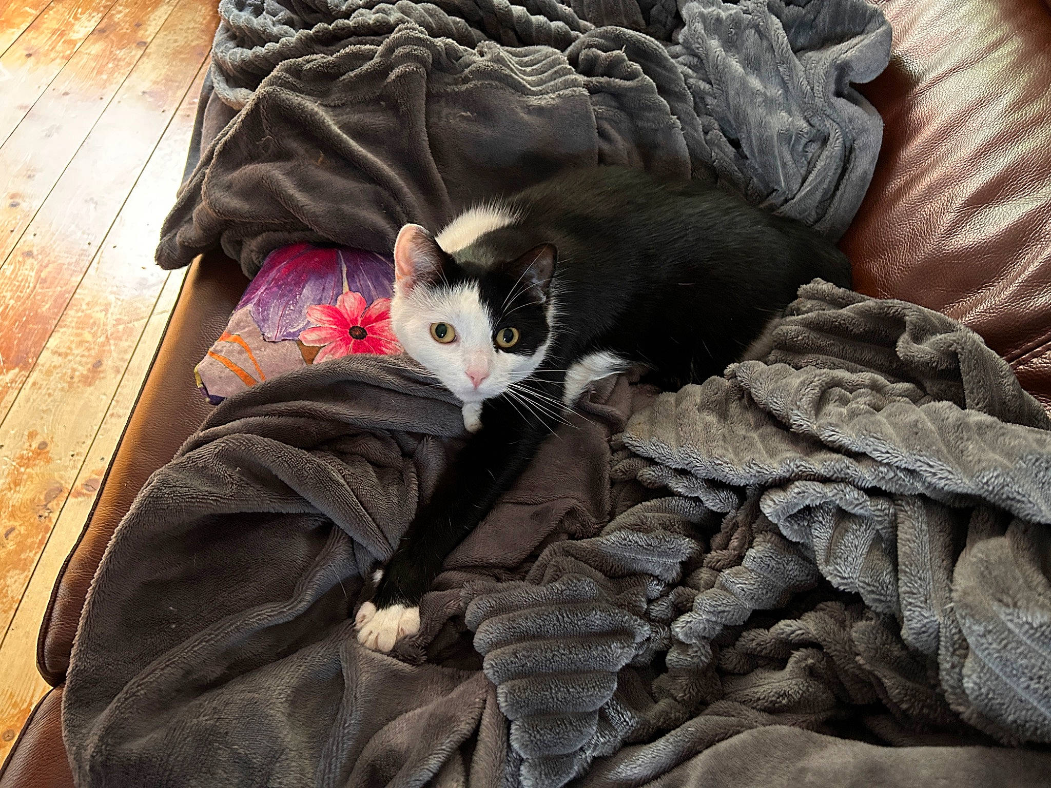 Pantera is registered to the contest to win money with this photo: bag, black_cat, canidae, carnivore, cat, comfort, domestic_short_haired_cat, felidae, fur, grey, hardwood, lap, linens, luggage_and_bags, small_to_medium_sized_cats, tail, textile, tree, whiskers, wood