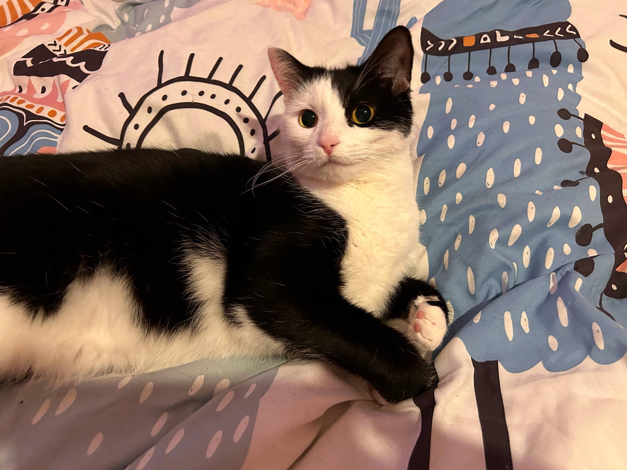 Pantera is registered to the contest to win money with this photo: carnivore, cat, comfort, domestic_short_haired_cat, felidae, formal_wear, fur, linens, paw, plant, sitting, small_to_medium_sized_cats, snout, tail, tree, whiskers