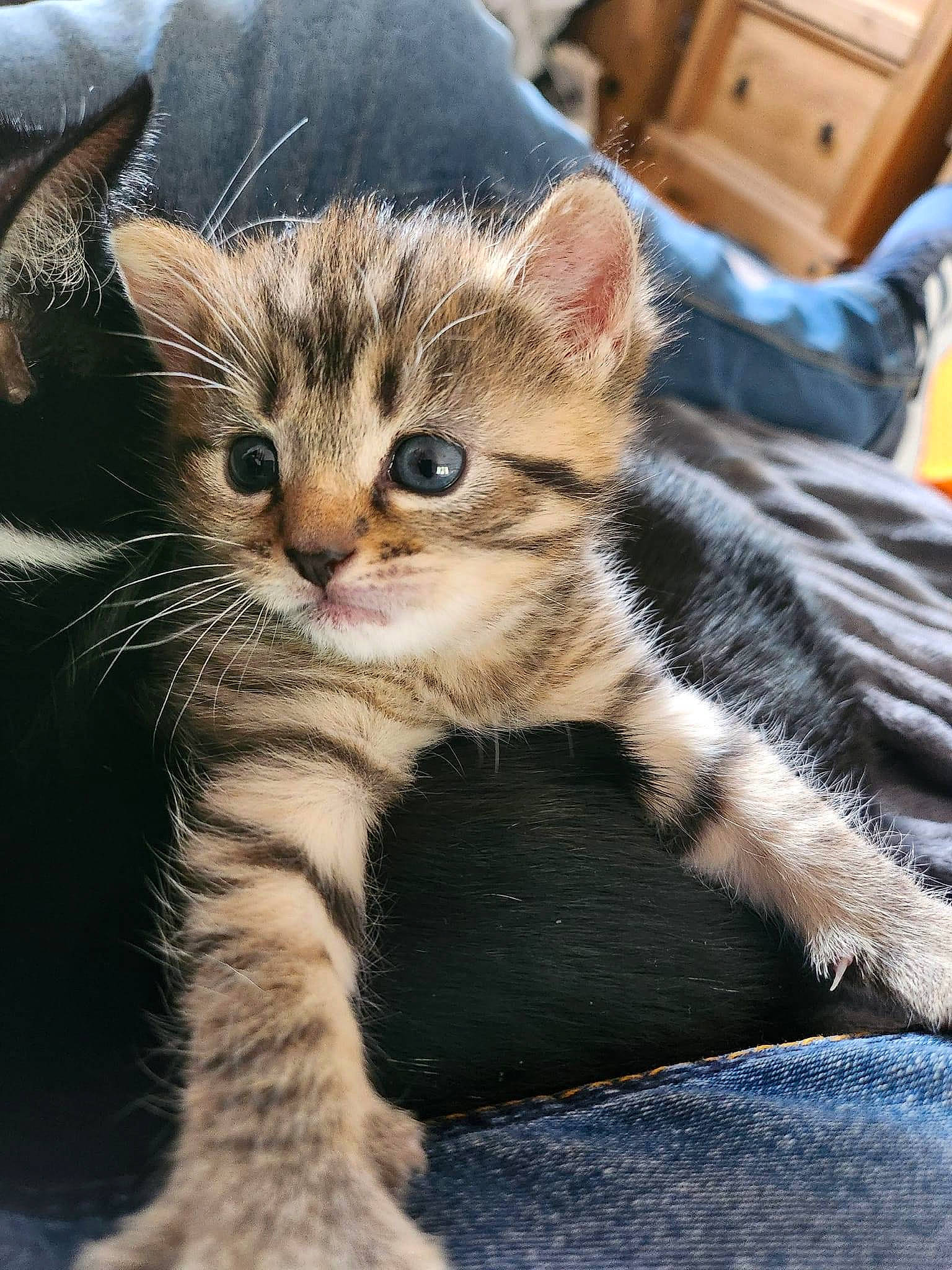 Katniss Everflead is registered to the contest to win money with this photo: cabinetry, carnivore, cat, chest_of_drawers, claw, comfort, domestic_short_haired_cat, drawer, eye, felidae, foot, fur, paw, sitting, small_to_medium_sized_cats, snout, tail, terrestrial_animal, whiskers, wood