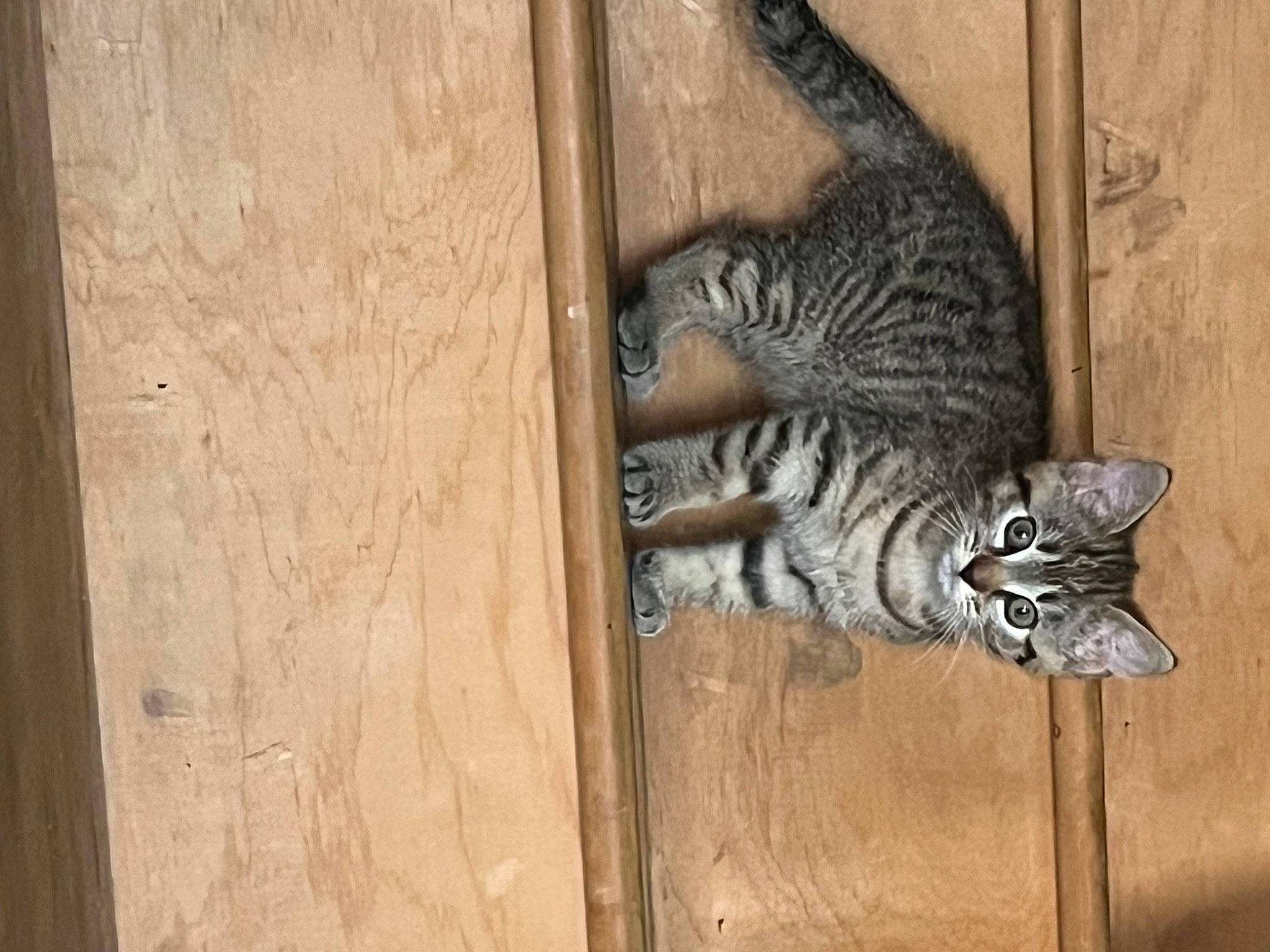 Katniss Everflead joined the competition — help win amazing prizes! carnivore, cat, claw, domestic_short_haired_cat, door, felidae, flooring, fur, grey, hardwood, pattern, paw, plywood, small_to_medium_sized_cats, snout, tail, terrestrial_animal, whiskers, wildlife, wood