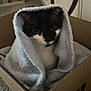 cat, black_and_white, blanket, cardboard_box, indoor, carpet, mirror, reflection, person, cozy, pet, fur, eyes, whiskers, sitting, wrapped, soft, home, cute, comfort