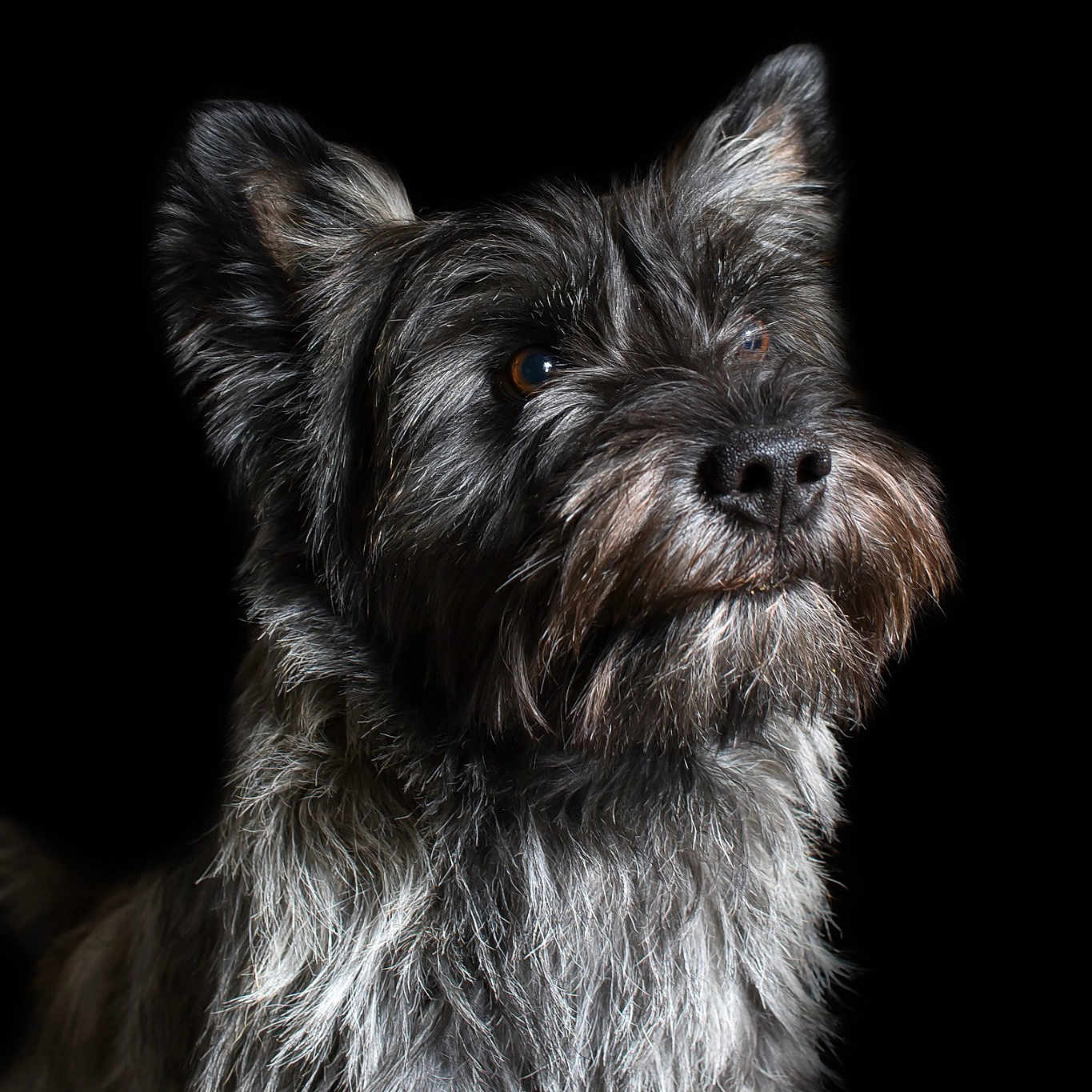 Léo