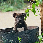 Cookie participe au concours pour gagner de l'argent avec cette photo : animal, background_blur, brown_fur, bucket, canine, curious, cute, dog, garden, green_leaves, metal_container, nature, outdoor, pet, plant, puppy, sitting, tree, white_chest, young_dog