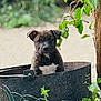 animal, background_blur, brown_fur, bucket, canine, curious, cute, dog, garden, green_leaves, metal_container, nature, outdoor, pet, plant, puppy, sitting, tree, white_chest, young_dog