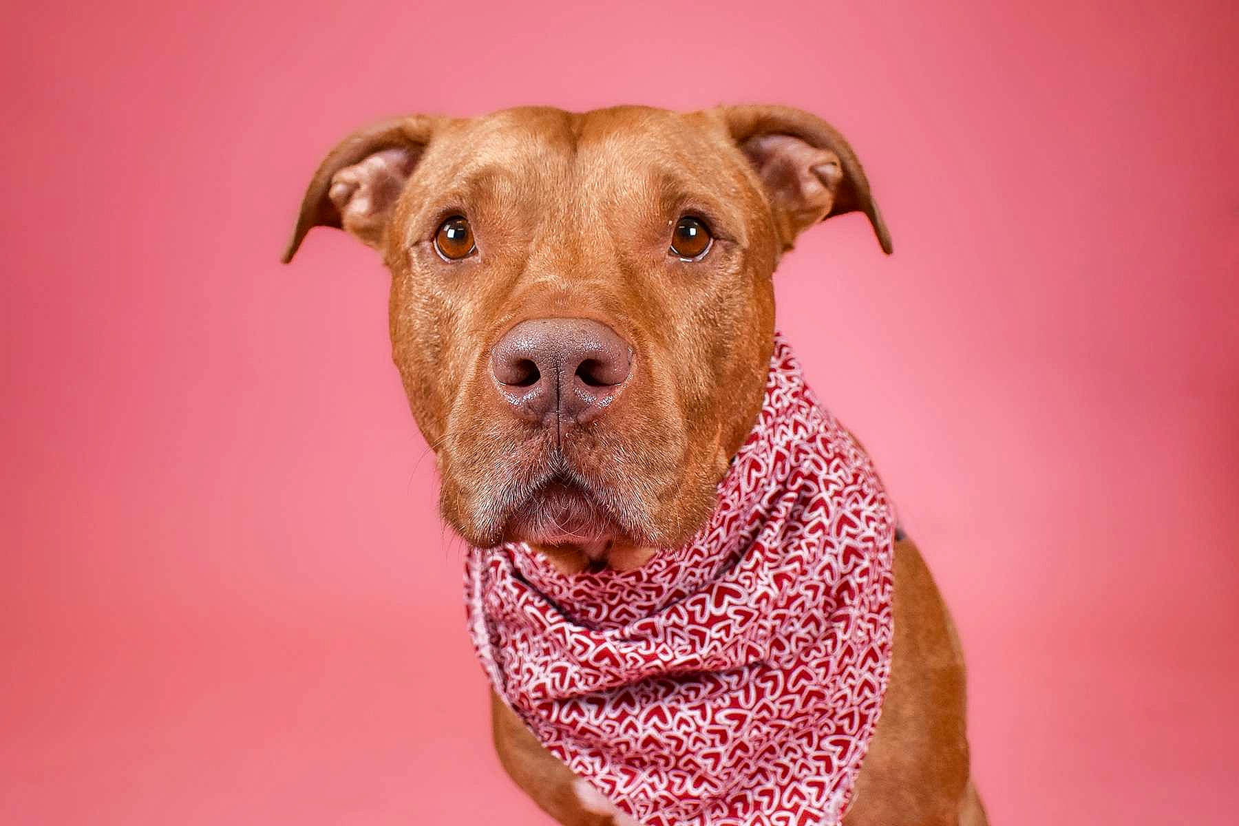 Tango is registered to the contest to win money with this photo: carnivore, collar, companion_dog, dog, dog_breed, dog_collar, dog_supply, ear, fawn, fur, liver, non_sporting_group, pet_supply, snout, sporting_group, terrestrial_animal, whiskers, working_animal, wrinkle