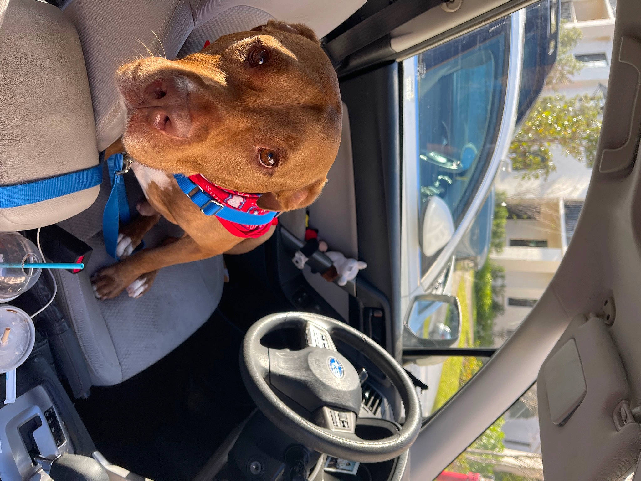 Tango is registered to the contest to win money with this photo: auto_part, automotive_design, automotive_exterior, car, car_seat, car_seat_cover, carnivore, collar, dog, dog_breed, family_car, hat, mode_of_transport, motor_vehicle, plant, steering_wheel, vehicle, vehicle_door, windshield, working_animal