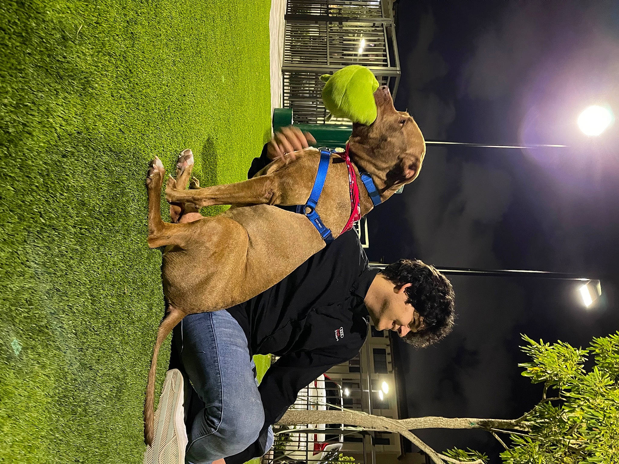 Tango joined the competition — help win amazing prizes! event, flash_photography, fun, grass, happy, hat, leisure, plant, recreation, street_light, tree