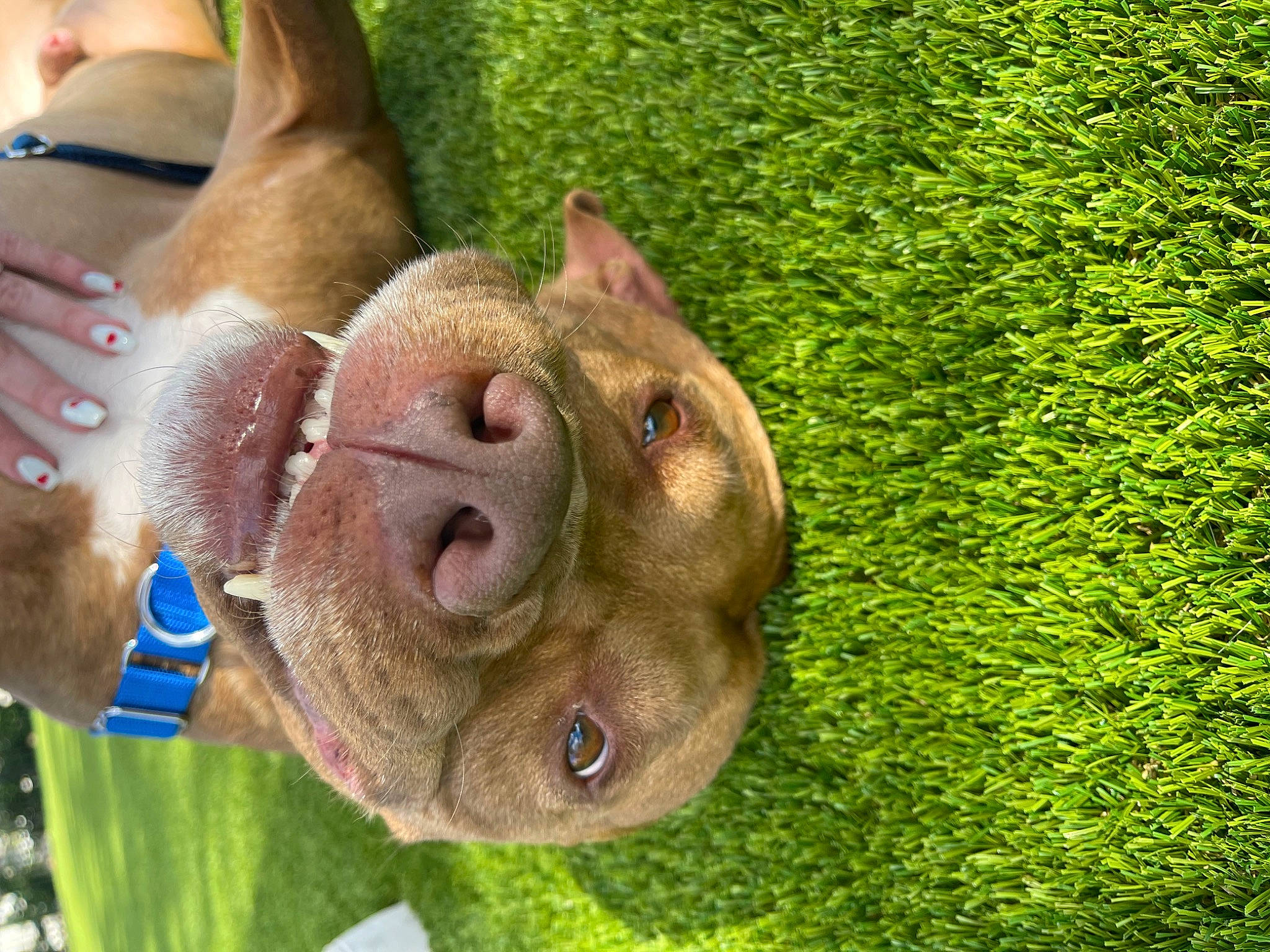 Tango joined the competition — help win amazing prizes! ball, collar, companion_dog, dog, dog_breed, ear, eye, fawn, grass, groundcover, hand, head, liver, plant, smile, snout, sporting_group, terrestrial_animal, working_animal, wrinkle