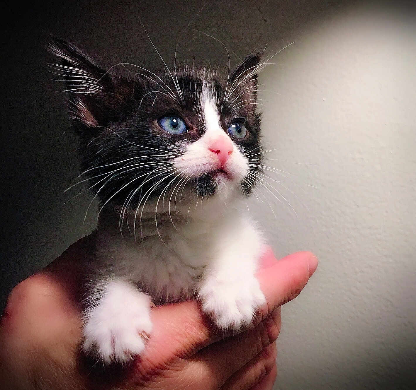 Squeaky is registered to the contest to win money with this photo: kitten, cat, black_and_white, blue_eyes, hand, pet, animal, feline, cute, young, whiskers, fur, indoors, portrait, small, domestic, mammal, pink_nose, paws, closeup