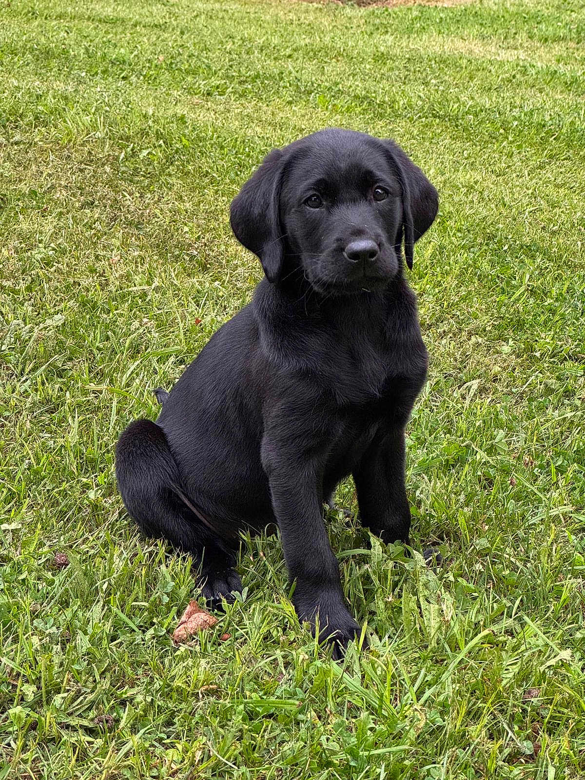 Avril participe au concours pour gagner de l'argent avec cette photo : puppy, dog, black_dog, grass, outdoor, sitting, pet, animal, cute, young, fur, nature, lawn, canine, adorable, playful, floppy_ears, greenery, summer, companion
