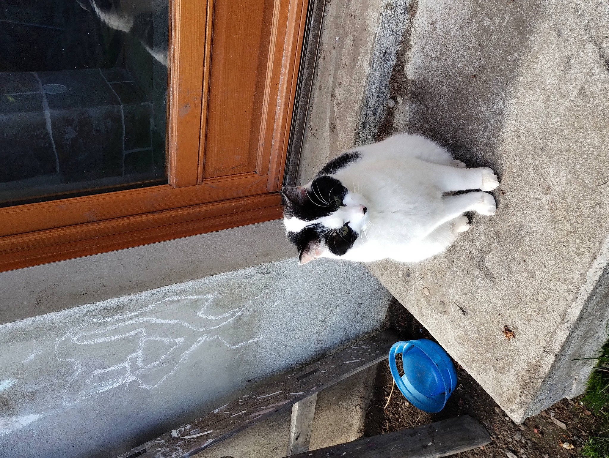 Lili Et Mimi participe au concours pour gagner de l'argent avec cette photo : carnivore, cat, dog_breed, domestic_short_haired_cat, door, felidae, flooring, fur, grass, paw, road_surface, shadow, sitting, small_to_medium_sized_cats, street, tail, tints_and_shades, whiskers, window, wood