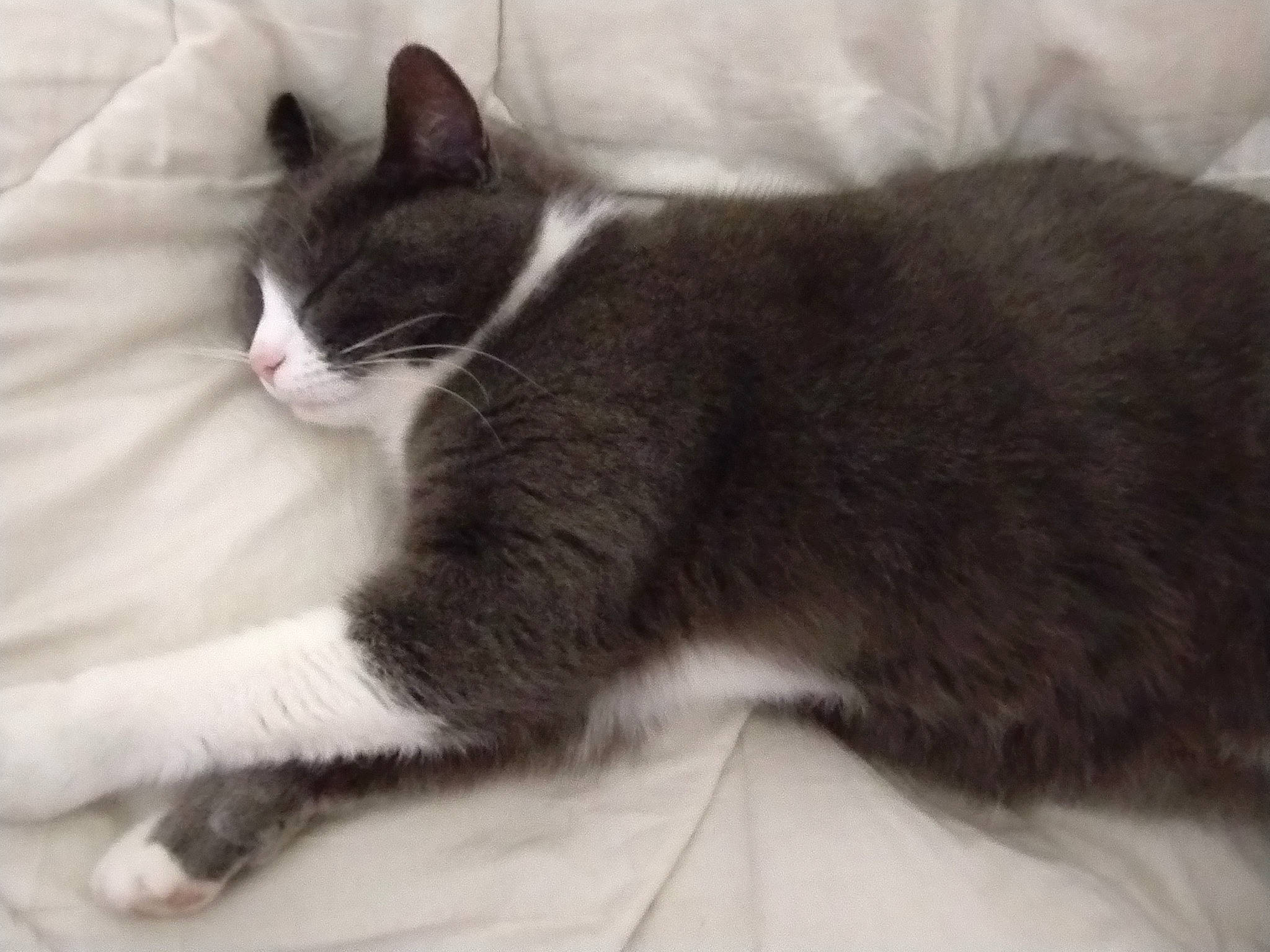 Plume a rejoint le concours — aidez-le/la à gagner de superbes lots ! carnivore, cat, comfort, domestic_short_haired_cat, felidae, fur, grey, monochrome_photography, paw, small_to_medium_sized_cats, tail, terrestrial_animal, whiskers