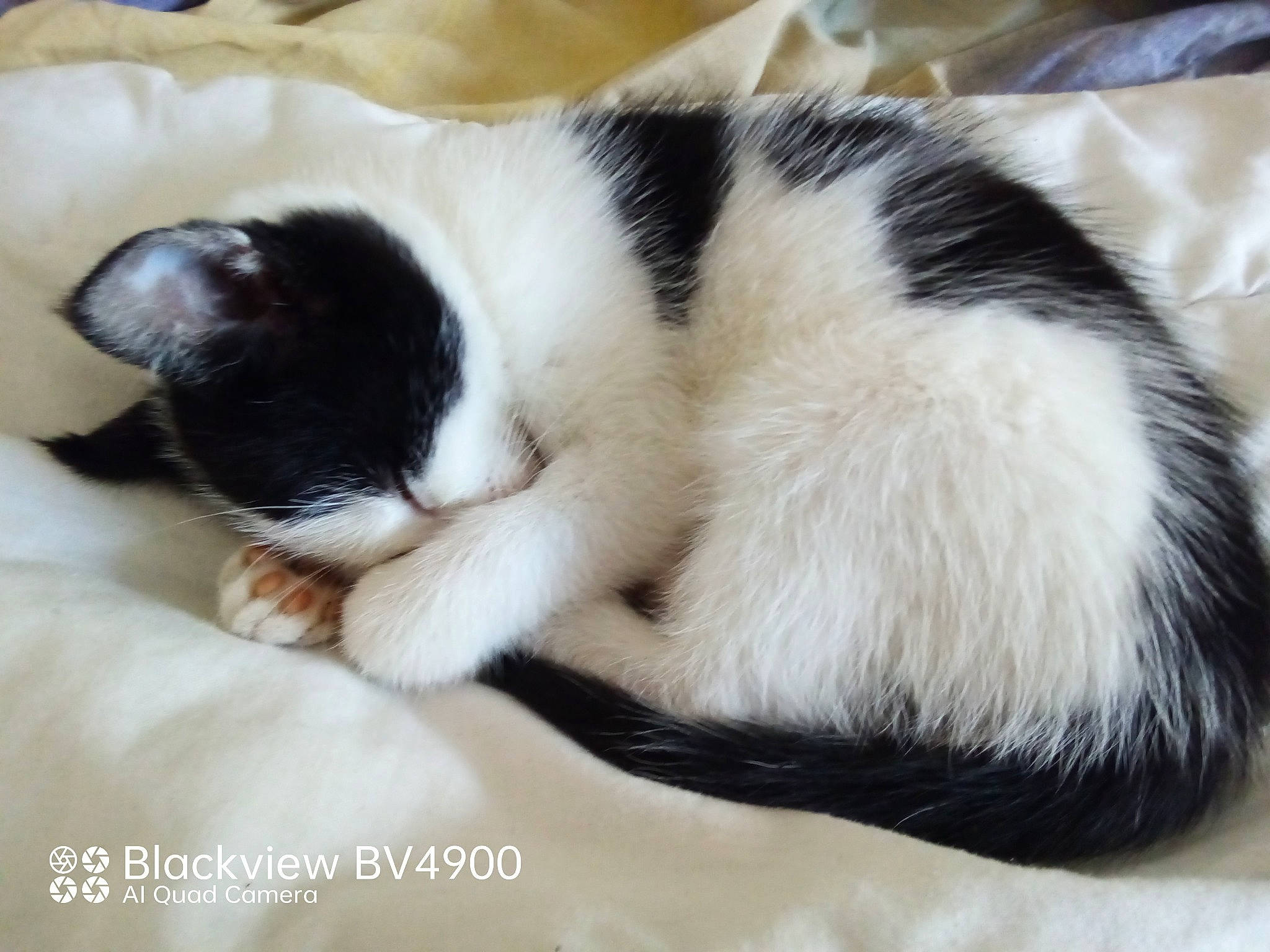 Ciruse a rejoint le concours — aidez-le/la à gagner de superbes lots ! carnivore, cat, claw, comfort, domestic_short_haired_cat, felidae, foot, fur, nap, paw, sleep, small_to_medium_sized_cats, snout, tail, terrestrial_animal, whiskers