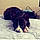 Jax