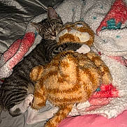 Walter White joined the competition — help win amazing prizes! kitten, cat, stuffed_animal, toy, blanket, cuddle, sleeping, fur, tabby, striped, paw, cozy, indoor, bed, soft, comfort, pet, animal, cute, resting