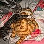 kitten, cat, stuffed_animal, toy, blanket, cuddle, sleeping, fur, tabby, striped, paw, cozy, indoor, bed, soft, comfort, pet, animal, cute, resting