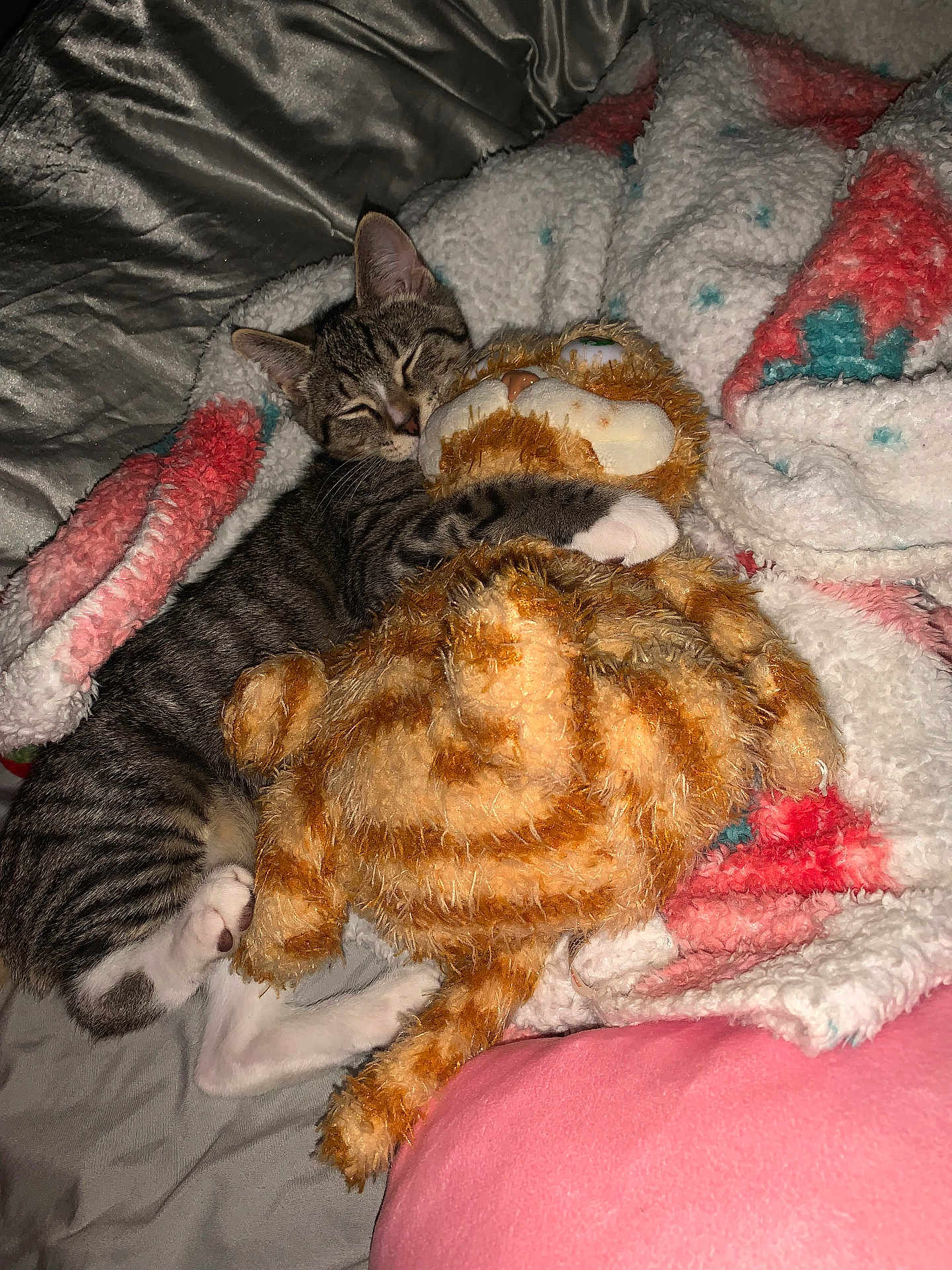 Walter White joined the competition — help win amazing prizes! kitten, cat, stuffed_animal, toy, blanket, cuddle, sleeping, fur, tabby, striped, paw, cozy, indoor, bed, soft, comfort, pet, animal, cute, resting