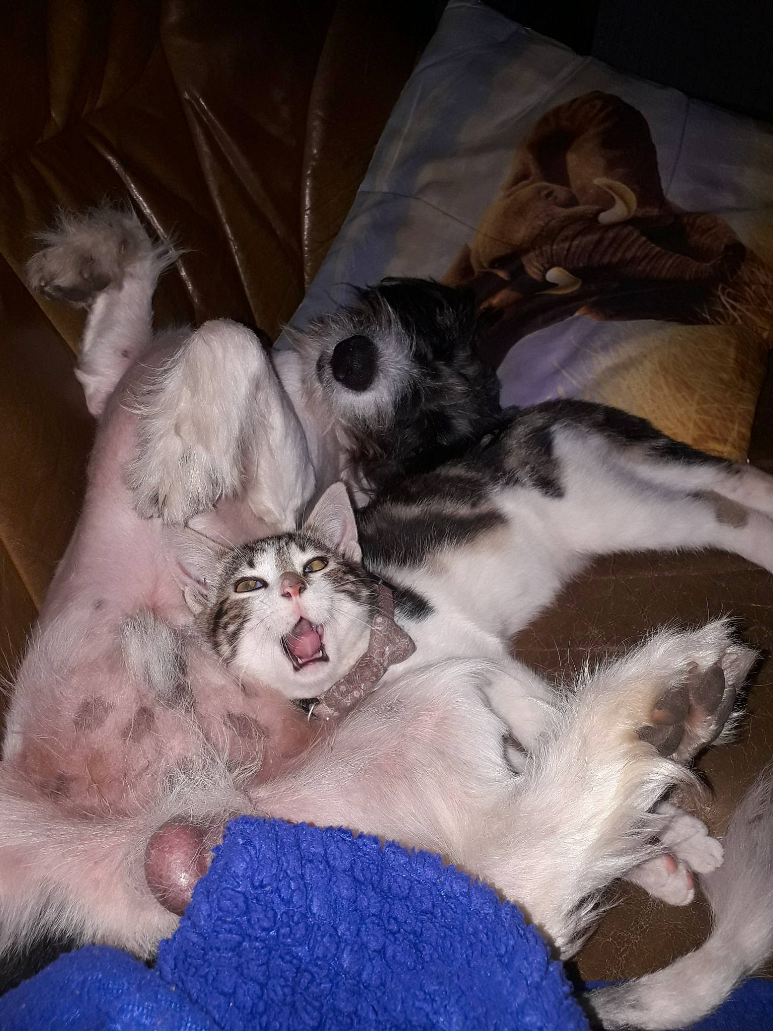 Safari a rejoint le concours — aidez-le/la à gagner de superbes lots ! canidae, carnivore, cat, cat_bed, claw, comfort, companion_dog, dog_breed, fawn, felidae, fur, grey, mammal, nap, paw, photo_caption, small_to_medium_sized_cats, snout, tail, whiskers