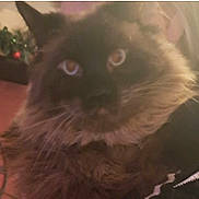 Pickles joined the competition — help win amazing prizes! cat, fluffy, closeup, indoor, pet, feline, fur, whiskers, face, brown, eyes, blurred, background, decor, clock, plant, mystery, animal, companion, soft