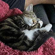 Ciboulette a rejoint le concours — aidez-le/la à gagner de superbes lots ! kitten, sleeping, tabby, cat, fur, blanket, pink, cozy, resting, paw, tail, person, arm, indoor, cute, pet, animal, relaxation, comfort, soft