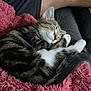 kitten, sleeping, tabby, cat, fur, blanket, pink, cozy, resting, paw, tail, person, arm, indoor, cute, pet, animal, relaxation, comfort, soft