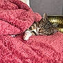 Ciboulette participe au concours pour gagner de l'argent avec cette photo : cat, kitten, sleeping, blanket, pink, cozy, paw, tabby, fur, indoor, resting, cute, pet, soft, comfort, relaxation, animal, home, nap, fur_texture