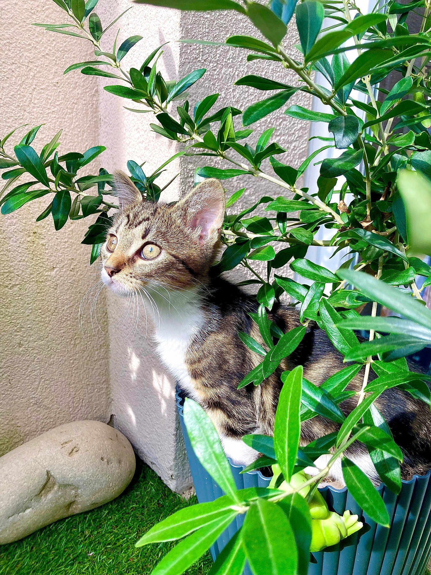 Ciboulette a rejoint le concours — aidez-le/la à gagner de superbes lots ! cat, kitten, tabby, green_leaves, plant, sunlight, outdoor, curious, whiskers, feline, pet, young_animal, nature, garden, stone_sculpture, grass, closeup, portrait, animal, cozy