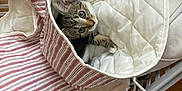 Ciboulette participe au concours pour gagner de l'argent avec cette photo : cat, kitten, laundry_basket, bag, striped, quilted, clothes, white, brown, floor, curious, pet, indoor, cute, animal, feline, cozy, fabric, soft, looking